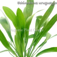 echinodorus-uruguayensis