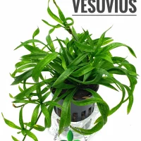 echinodorus-vesuvius