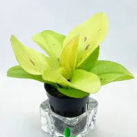 echinodorus-yellow-sun