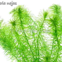 egeria-najas-4faf8a3f3f312