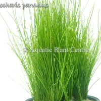 eleocharis-parvu-4faf8a8d17457
