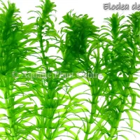 elodea-densa-4faf8acf3b562