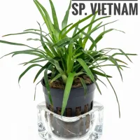 eriocaulon-sp.-vietnam
