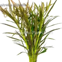 eustralis-stella-581adca59bca6