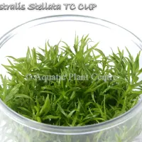 eustralis-stella-5bf7b9e458734