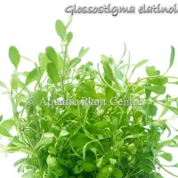 glossostigma-ela-4faf8b2a9049a