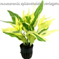 gymnocoronis-spi-581add45ad499