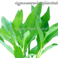 gymnocoronis-spilanthoides