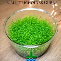 hemianthus-callitrichoides-cuba-custom