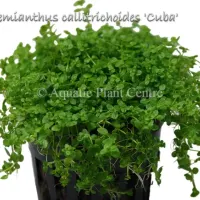 hemianthus-callitrichoides-cuba
