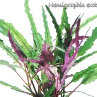 hemigraphis-exotica