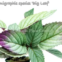 hemigraphis-species-big-leaf