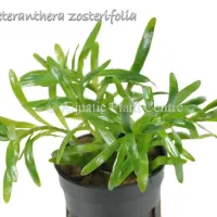 heteranthera-zosterifolia
