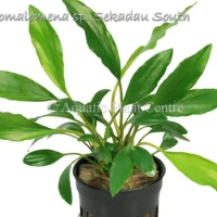 homalomena-sp-sekadau-south