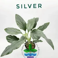 homalomena-sp-silver