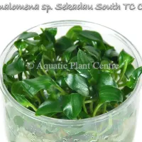 homalomena-sp.-s-5bf914433a578