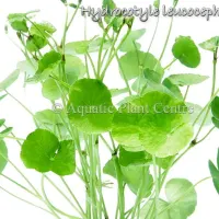 hydrocotyle-leucocephala