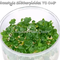 hydrocotyle-sibt-5bfba8bf8c96b