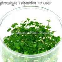 hydrocotyle-trip-5bf910b77f521