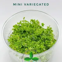 hydrocotyle-tripartita-mini-variegated-tc-cup