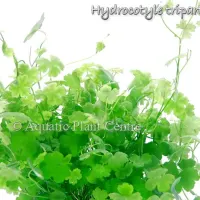 hydrocotyle-tripartita