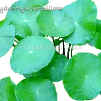hydrocotyle-verticillata