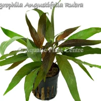 hygrophila-angustifolia-rubra