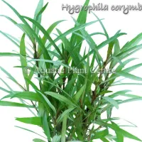 hygrophila-corymbosa