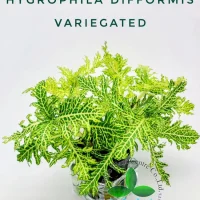 hygrophila-difformis-variegated