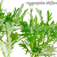 hygrophila-difformis