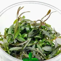 hygrophila-lancea-araguaia