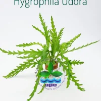 hygrophila-odora