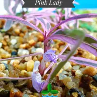hygrophila-pink-lady