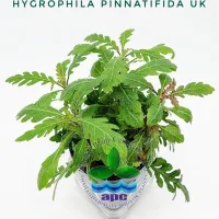 hygrophila-pinnatifida-uk