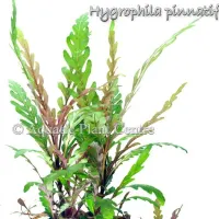 hygrophila-pinnatifida