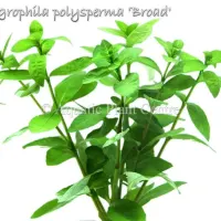 hygrophila-polysperma-broad
