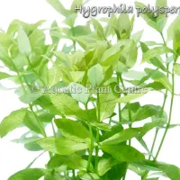 hygrophila-polysperma