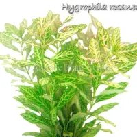 hygrophila-rosanervis
