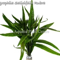 hygrophila-salicifolia-rubra