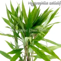hygrophila-salicifolia