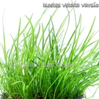 isoetes-vetata-var.-sicula