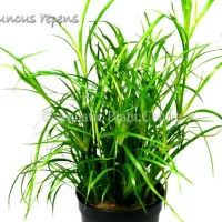 juncus-repens-581ade6fb2e0d