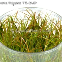 juncus-repens-tc-5bf90d841b99f