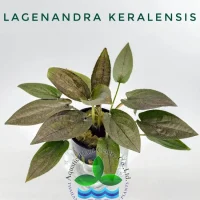 lagenandra-keralensis