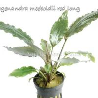 lagenandra-meeboldii-red-long