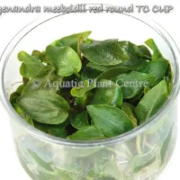 lagenandra-meeboldii-red-round-tc-cup