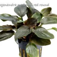 lagenandra-meeboldii-red-round