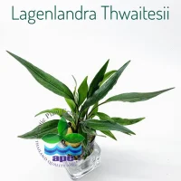 lagenlandra-thwaitesii