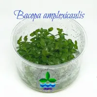 lc022-bacopa-amplexicaulis-tc-cup