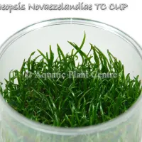 lilaeopsis-novae-5bfbb20aa7dc3